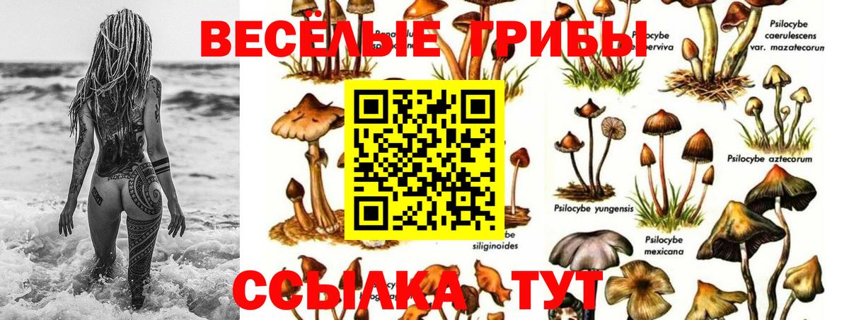 Псилоцибиновые грибы прущие грибы Тихвин